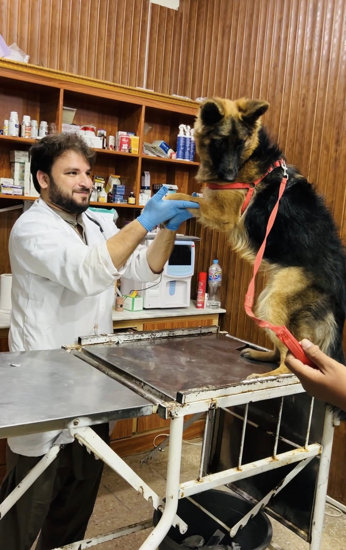 Common Health Problems in Dogs and How to Prevent Them